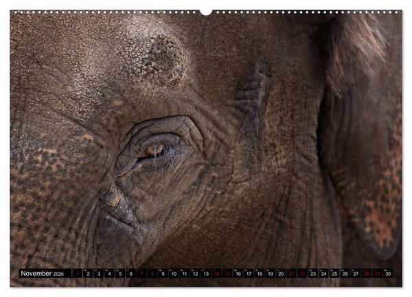 Produktbild: Wild Animals - Wilde Tiere (hochwertiger Premium Wandkalender 2026 DIN A2 quer), Kunstdruck in Hochglanz