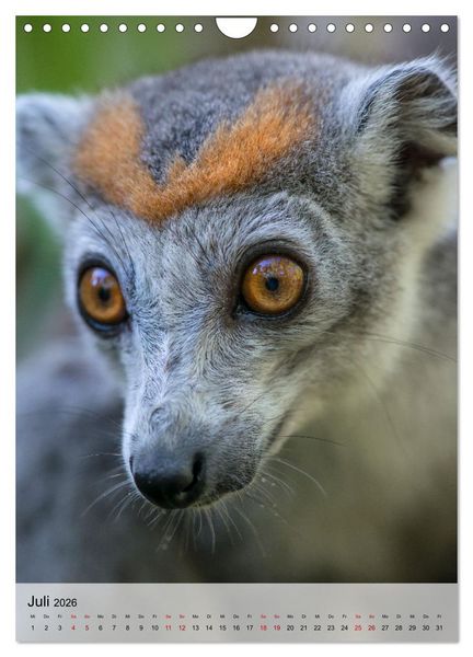 Produktbild: MADAGASKAR: Baobabs, Lemuren, Naturwunder (Wandkalender 2026 DIN A4 hoch), CALVENDO Monatskalender