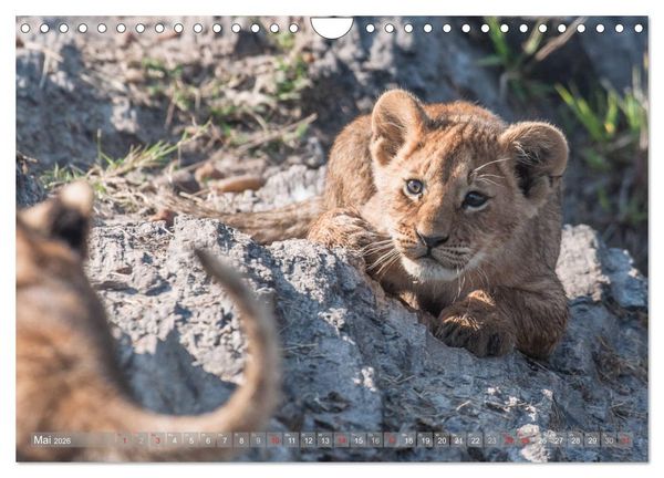 Produktbild: L&ouml;wen - Raubkatzen Afrikas (Wandkalender 2026 DIN A4 quer), CALVENDO Monatskalender
