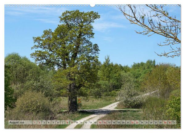Produktbild: Der Hainich in Th&uuml;ringen - Weltnaturerbe (Wandkalender 2026 DIN A2 quer), CALVENDO Monatskalender