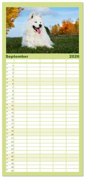 Produktbild: Familienplaner 2026 - Der Samojede - Sch&ouml;nheit des Nordens mit 5 Spalten (Wandkalender, 21 x 45 cm) CALVENDO