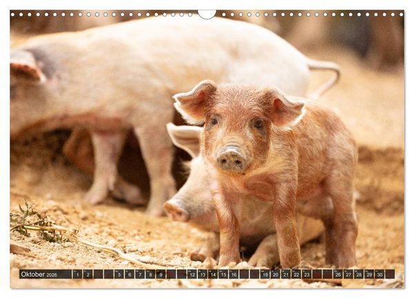 Produktbild: Korsika - s&uuml;&szlig;e, wilde Schweinchen (Wandkalender 2026 DIN A3 quer), CALVENDO Monatskalender