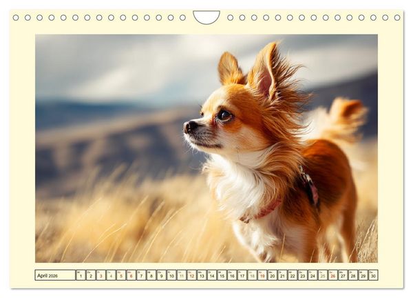 Produktbild: Reizende Chihuahuas. Winzige Hunde mit riesigem Ego und Grips (Wandkalender 2026 DIN A4 quer), CALVENDO Monatskalender