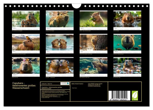 Produktbild: Capybara - liebenswertes gro&szlig;es Wasserschwein (Wandkalender 2026 DIN A4 quer), CALVENDO Monatskalender