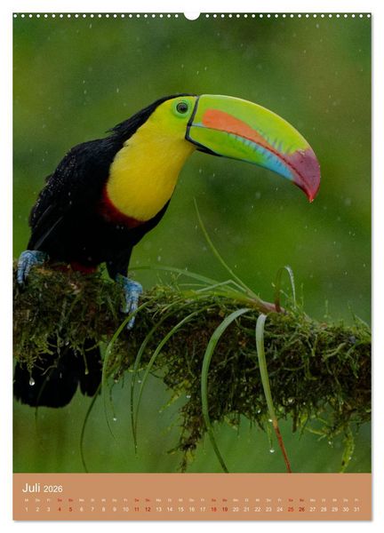 Produktbild: V&ouml;gel Costa Ricas (hochwertiger Premium Wandkalender 2026 DIN A2 hoch), Kunstdruck in Hochglanz