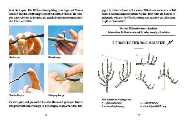 Produktbild: Das große kleine Buch: Obstbaumschnitt