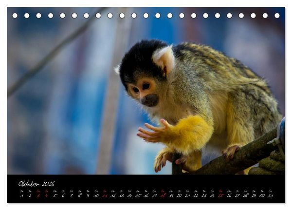 Produktbild: Tiergarten N&uuml;rnberg (Tischkalender 2026 DIN A5 quer), CALVENDO Monatskalender
