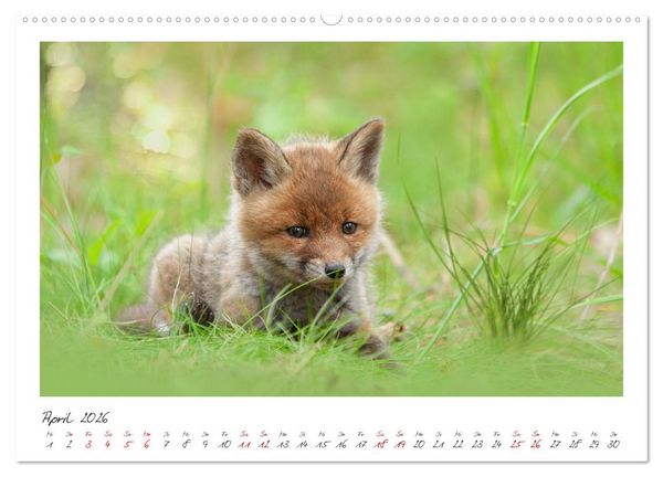 Produktbild: F&uuml;chse - zauberhafte Seelen (Wandkalender 2026 DIN A2 quer), CALVENDO Monatskalender
