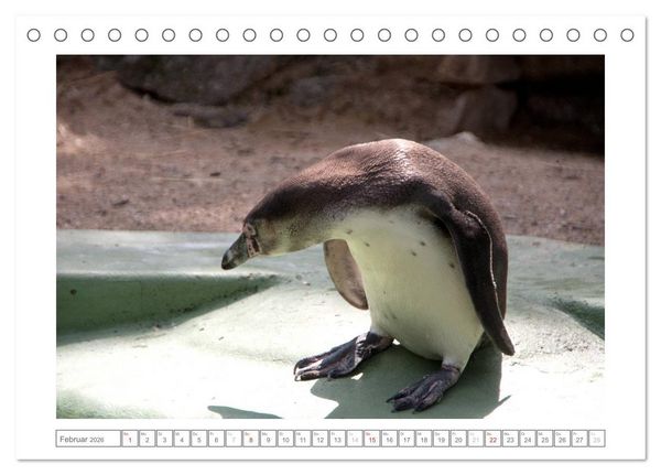 Produktbild: Tiere im Zoo (Tischkalender 2026 DIN A5 quer), CALVENDO Monatskalender