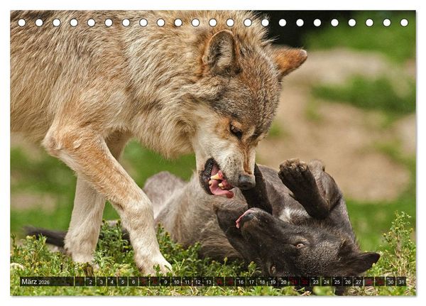Produktbild: Begegnung mit dem Wolf (Tischkalender 2026 DIN A5 quer), CALVENDO Monatskalender