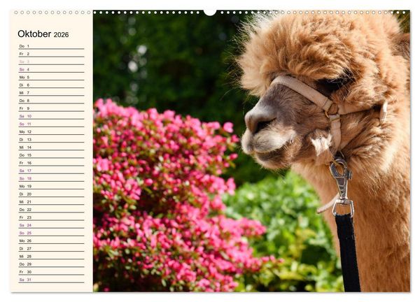 Produktbild: Alpakas im Blumenzauber (Wandkalender 2026 DIN A2 quer), CALVENDO Monatskalender