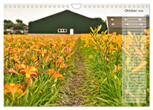 Produktbild: Ein Sommer auf Texel (Wandkalender 2026 DIN A4 quer), CALVENDO Monatskalender