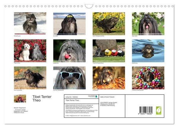 Produktbild: Tibet Terrier Theo (Wandkalender 2026 DIN A3 quer), CALVENDO Monatskalender