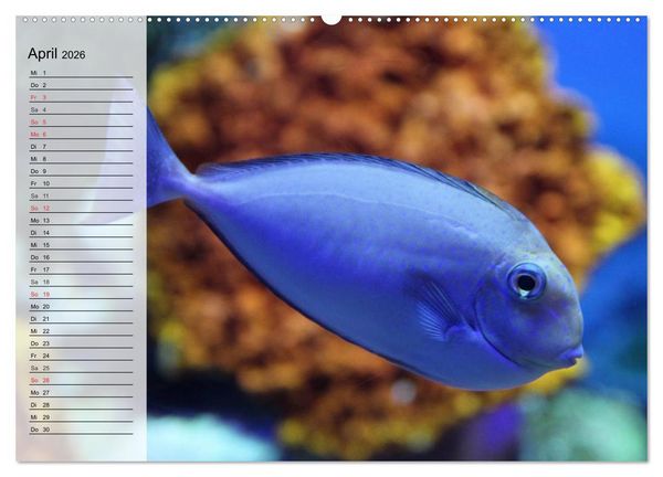 Produktbild: Paradiese im ewigen Blau. Die bunte Unterwasserwelt (Wandkalender 2026 DIN A2 quer), CALVENDO Monatskalender