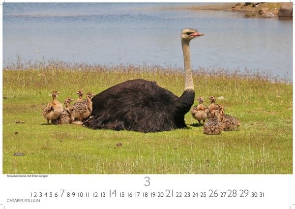 Produktbild: Wilde Tiere Afrikas Kalender 2027 &ndash; Wandkalender | Fotokalender Afrika 35x50cm | Naturfotografie | Tierkalender Afrika | Geschenk f&uuml;r Naturliebhaber