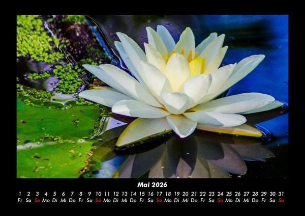 Produktbild: Rosentraum 2026 Fotokalender DIN A3