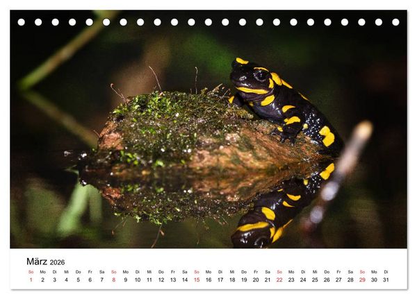 Produktbild: Unsere heimische Tierwelt (Tischkalender 2026 DIN A5 quer), CALVENDO Monatskalender
