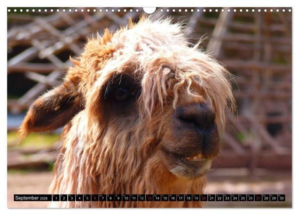 Produktbild: Alpakas und Lamas (Wandkalender 2026 DIN A3 quer), CALVENDO Monatskalender