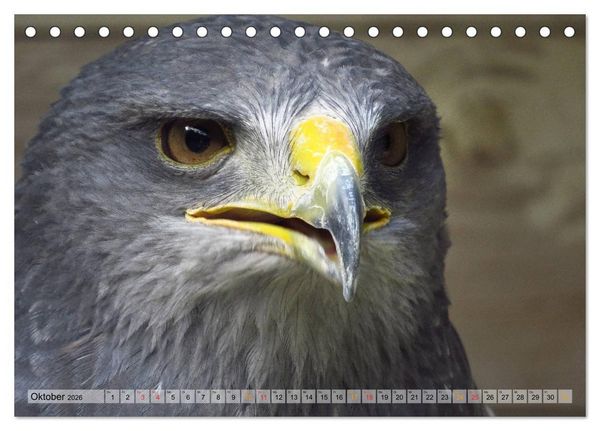 Produktbild: Majest&auml;tische Greifv&ouml;gel (Tischkalender 2026 DIN A5 quer), CALVENDO Monatskalender
