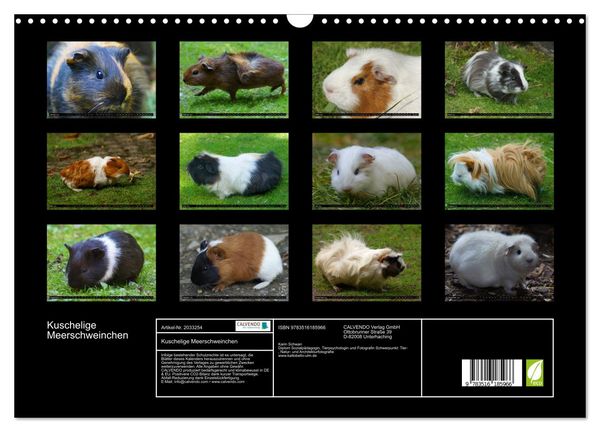 Produktbild: Kuschelige Meerschweinchen (Wandkalender 2026 DIN A3 quer), CALVENDO Monatskalender