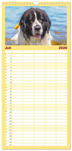 Produktbild: Familienplaner 2026 - Landseer - Ein starker Freund auf 4 Pfoten mit 5 Spalten (Wandkalender, 21 x 45 cm) CALVENDO