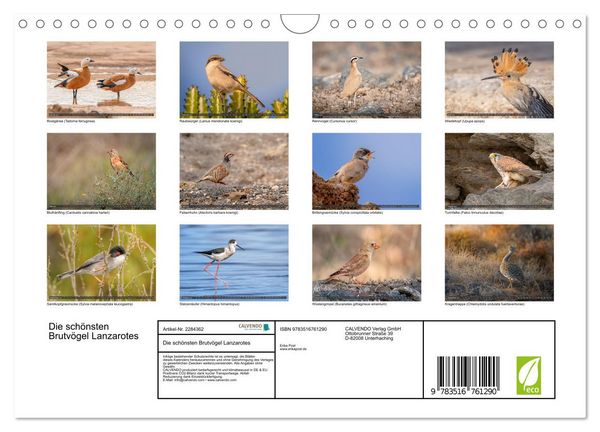 Produktbild: Die sch&ouml;nsten Brutv&ouml;gel Lanzarotes (Wandkalender 2027 DIN A4 quer), CALVENDO Monatskalender