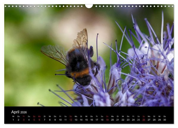 Produktbild: Hummelflug (Wandkalender 2026 DIN A3 quer), CALVENDO Monatskalender