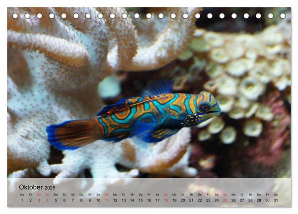Produktbild: In der Meerestiefe. Fische und Korallen im ewigen Blau (Tischkalender 2026 DIN A5 quer), CALVENDO Monatskalender