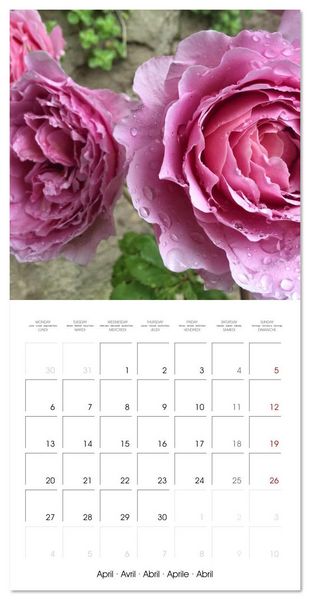 Produktbild: LE PARFUM ENVO&Ucirc;TANT DES ROSES (Calendrier mural carr&eacute; 2026 30x30 cm) Calendrier double avec une page pour vos prises de notes