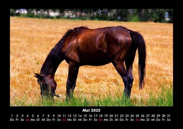 Produktbild: Welt der Pferde 2025 Fotokalender DIN A3
