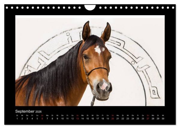 Produktbild: Vollblutaraber (Wandkalender 2026 DIN A4 quer), CALVENDO Monatskalender