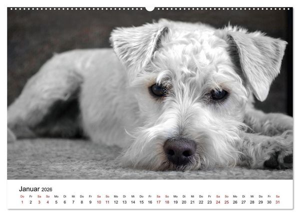 Produktbild: Total gechillte Hunde (Wandkalender 2026 DIN A2 quer), CALVENDO Monatskalender