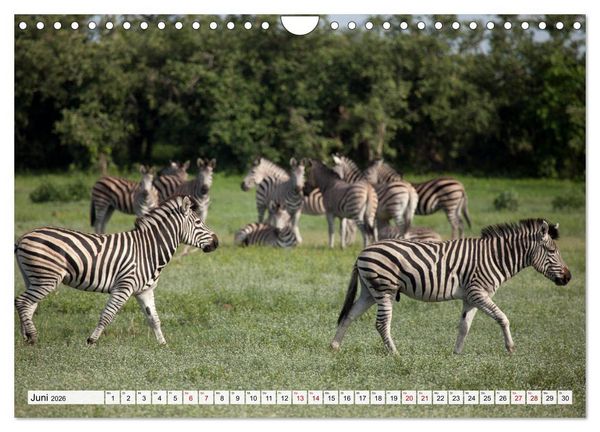 Produktbild: Traumreise durch Afrika (Wandkalender 2026 DIN A4 quer), CALVENDO Monatskalender