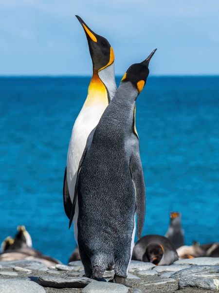 Produktbild: CALVENDO Puzzle Den Himmel suchende Pinguine | 1000 Teile Lege-Gr&ouml;&szlig;e 64x48cm Foto-Puzzle f&uuml;r gl&uuml;ckliche Stunden