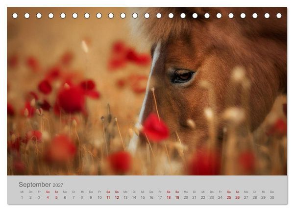 Produktbild: Pferde - Anmut, Eleganz, Magie (Tischkalender 2027 DIN A5 quer), CALVENDO Monatskalender