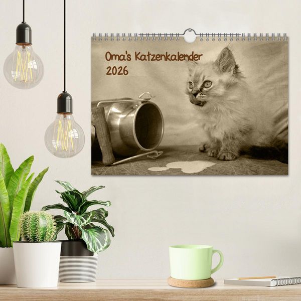 Produktbild: Oma's Katzenkalender 2026 (Wandkalender 2026 DIN A4 quer), CALVENDO Monatskalender