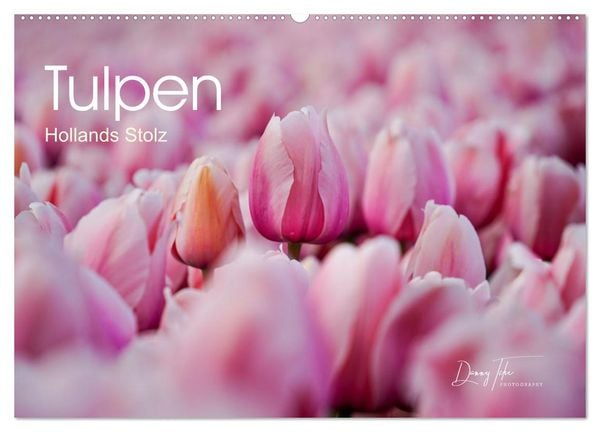 Produktbild: Tulpen - Hollands Stolz (Wandkalender 2026 DIN A2 quer), CALVENDO Monatskalender