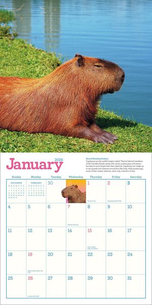 Produktbild: Capybara Wall Calendar 2026