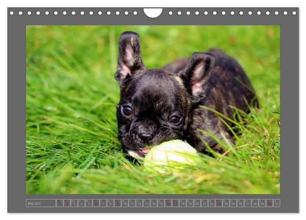 Produktbild: Franz&ouml;sische Bulldoggen (Wandkalender 2027 DIN A4 quer), CALVENDO Monatskalender