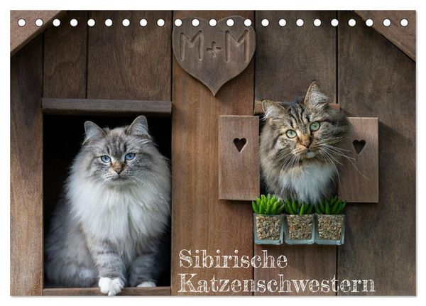Produktbild: Maui und Molokai - Sibirische Katzenschwestern (Tischkalender 2026 DIN A5 quer), CALVENDO Monatskalender
