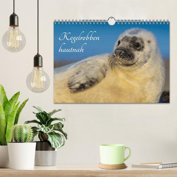 Produktbild: Kegelrobben hautnah (Wandkalender 2026 DIN A4 quer), CALVENDO Monatskalender