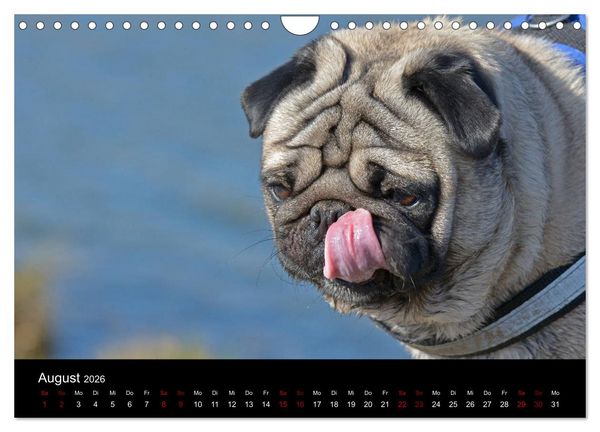 Produktbild: Alles Mops-Kalender 2026 (Wandkalender 2026 DIN A4 quer), CALVENDO Monatskalender