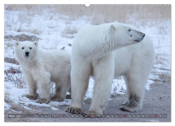 Produktbild: AN DER HUDSON BAY (hochwertiger Premium Wandkalender 2026 DIN A2 quer), Kunstdruck in Hochglanz