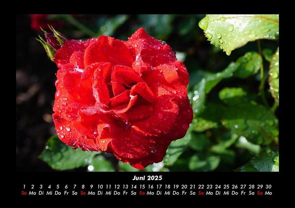 Produktbild: Rosen-Kalender 2025 Fotokalender DIN A3