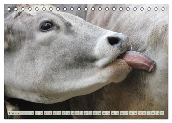 Produktbild: Alpenrinder (Tischkalender 2026 DIN A5 quer), CALVENDO Monatskalender
