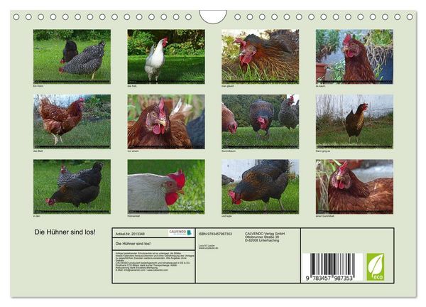 Produktbild: Die H&uuml;hner sind los! (Wandkalender 2026 DIN A4 quer), CALVENDO Monatskalender