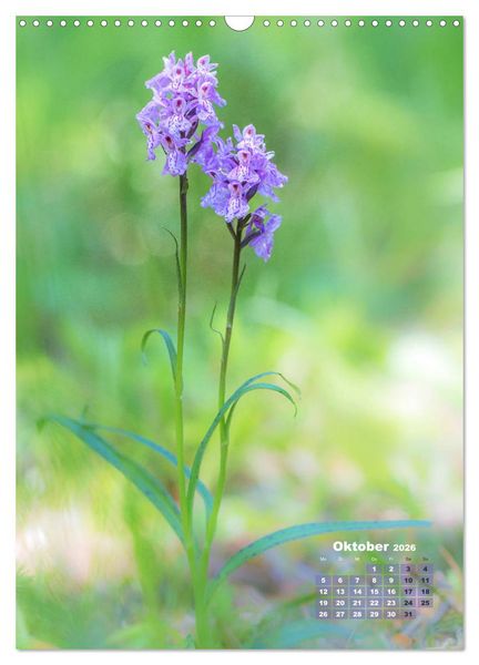Produktbild: Orchideen in freier Wildbahn (Wandkalender 2026 DIN A3 hoch), CALVENDO Monatskalender