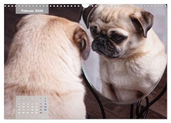 Produktbild: Lillie Mopsgetier - mopsfidel durchs Jahr (Wandkalender 2026 DIN A3 quer), CALVENDO Monatskalender