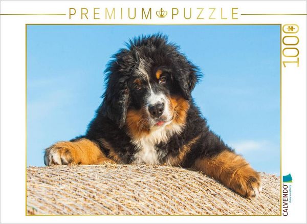 CALVENDO Puzzle Berner Sennenhund Welpe | 1000 Teile Lege-Größe 64x48cm Foto-Puzzle für glückliche Stunden