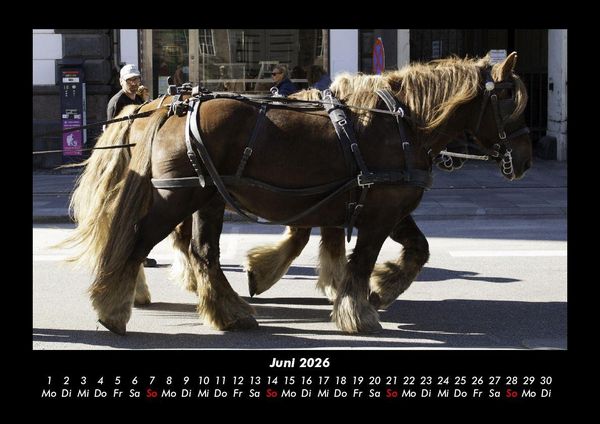 Produktbild: Die Welt der Pferde 2026 Fotokalender DIN A3